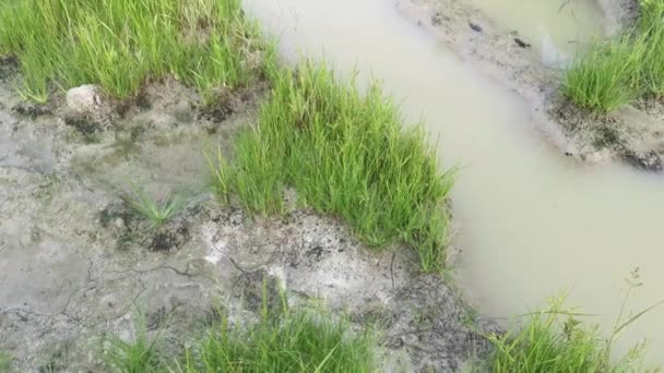 在泥泞的地面上的野水甘露草 — 图库视频影像