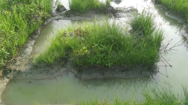 泥だらけの地面に野生の水のマナ グラス — ストック動画