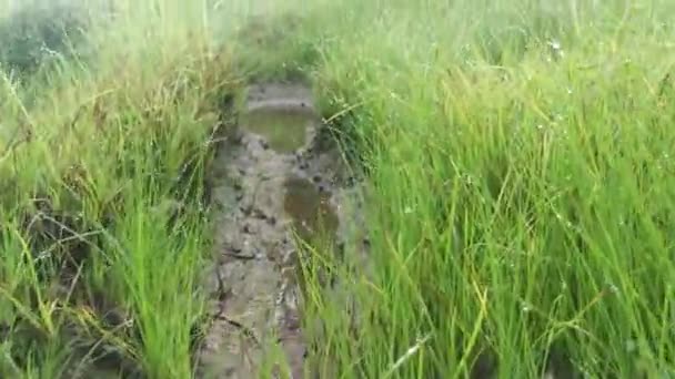 Rumput Manna Air Liar Tanah Berlumpur — Stok Video