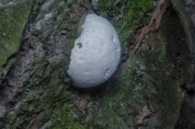 Parantez mantarının beyaz genç ampulü.