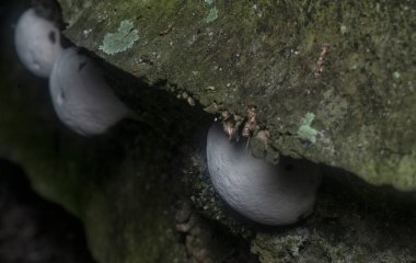 Parantez mantarının beyaz genç ampulü.