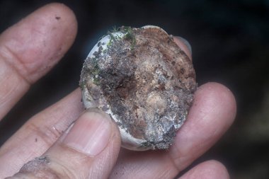 Parantez mantarının beyaz genç ampulü.