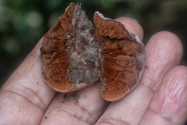 Parantez mantarının beyaz genç ampulü.