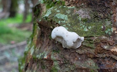 Parantez mantarının beyaz genç ampulü.