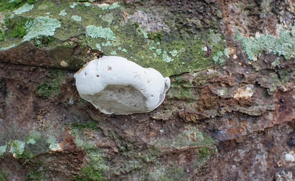 White Young Bulb Bracket Fungus — Stock Photo, Image