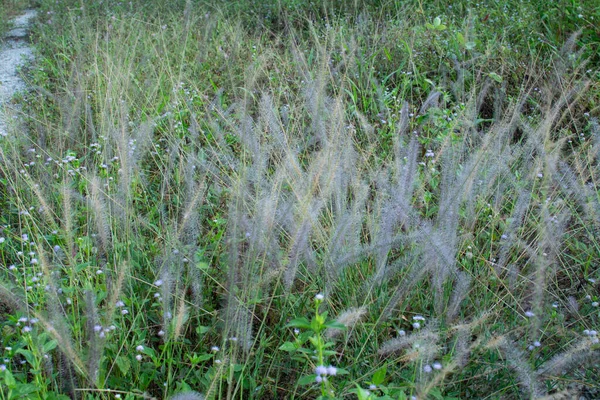 Asia Crimson Fountaingrass Wild Meadow — Stock Photo, Image