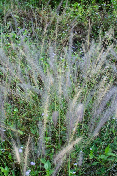 Asia Crimson Fountaingrass Wild Meadow — Stock Photo, Image