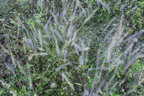Asia Crimson Fountaingrass Wild Meadow — Stock Photo, Image