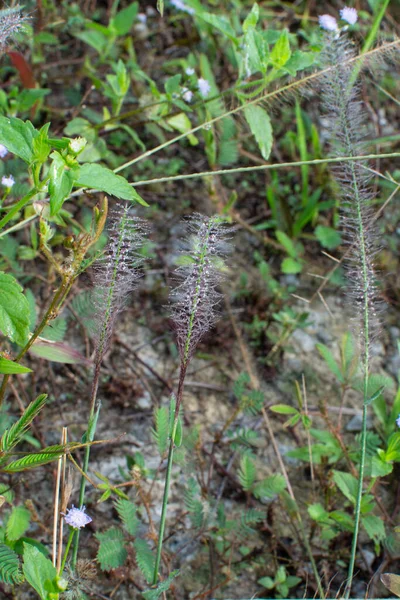 Asia Crimson Fountaingrass Wild Meadow — Stock Photo, Image