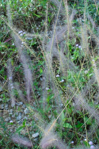 Asia Crimson Fountaingrass Wild Meadow — Stock Photo, Image