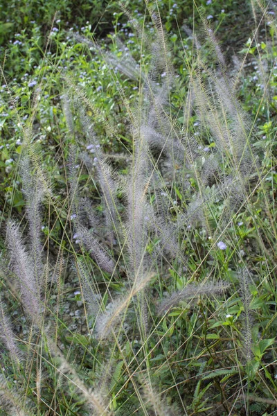 Ασία Βυσσινί Fountaingrass Στο Άγριο Λιβάδι — Φωτογραφία Αρχείου