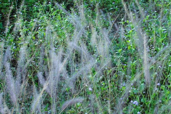 Asia Crimson Fountaingrass Wild Meadow — Stock Photo, Image