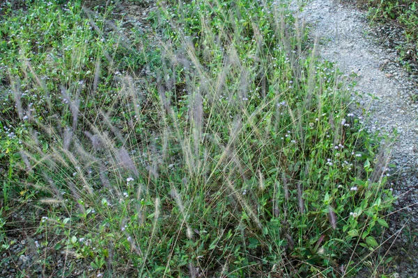 Ασία Βυσσινί Fountaingrass Στο Άγριο Λιβάδι — Φωτογραφία Αρχείου