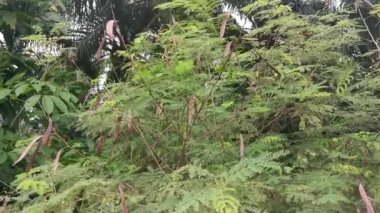 Vahşi Leucaena löcocephala mimozoid ağacı