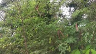 Vahşi Leucaena löcocephala mimozoid ağacı