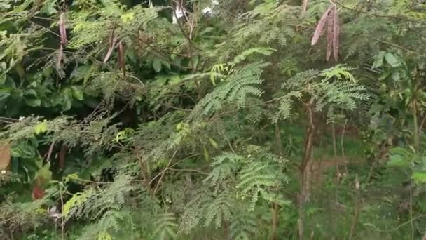 Dzikie Leucaena Leucocephala Mimosoid Drzewo — Wideo stockowe