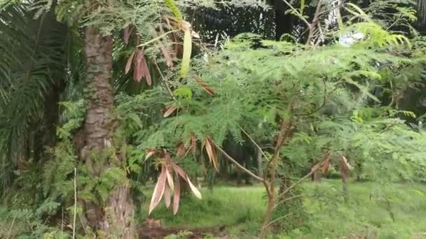 Vilda Leucaena Leucocephala Mimosoid Träd — Stockvideo