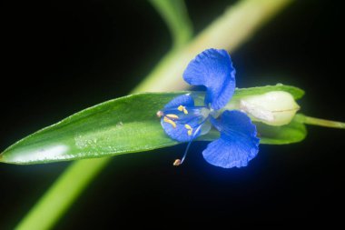 Mavi commelina ereksiyon günçiçeği yakın çekim