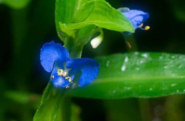 Tiro Cerca Comelina Azul Flor Del Día Erecta — Foto de Stock