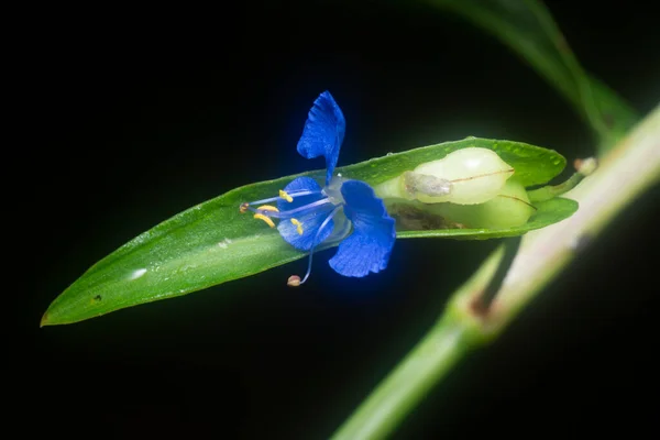 Tiro Cerca Comelina Azul Flor Del Día Erecta —  Fotos de Stock
