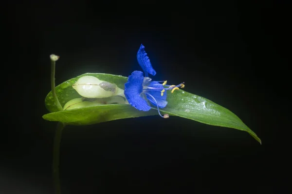 Mavi Commelina Ereksiyon Günçiçeği Yakın Çekim — Stok fotoğraf