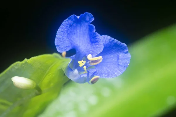 가까이 Commelina Erecta Dayflower — 스톡 사진