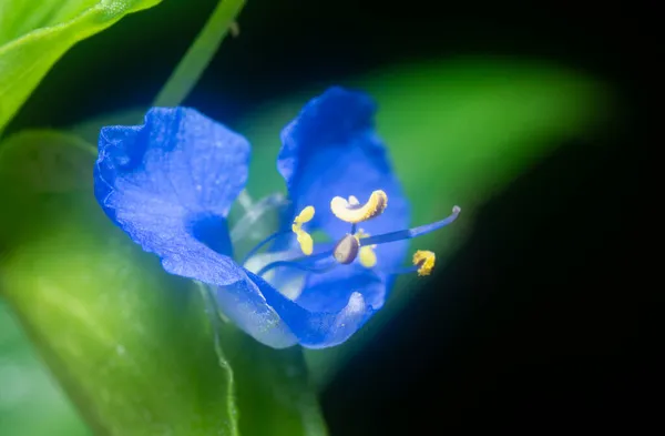 蓝花的近照直立式白花 — 图库照片