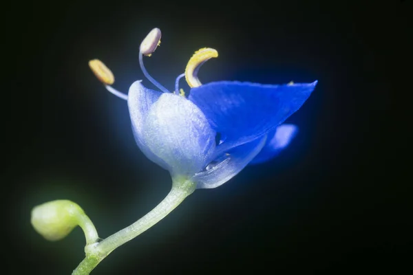 Tiro Cerca Comelina Azul Flor Del Día Erecta — Foto de Stock