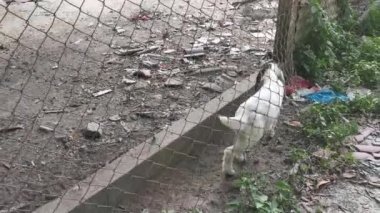 Asya kırsal hayvan çiftliği manzarası