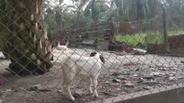 Asya kırsal hayvan çiftliği manzarası