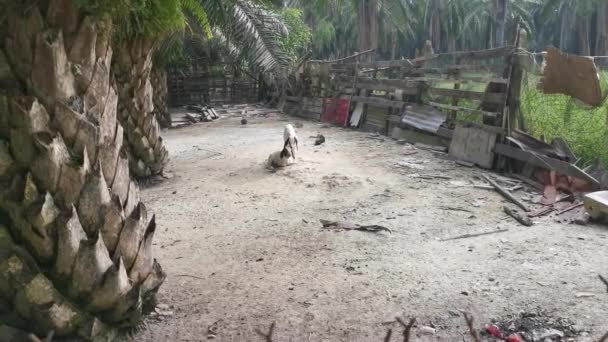 Asya Kırsal Hayvan Çiftliği Manzarası — Stok video