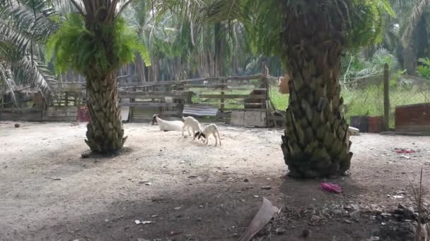 Asya Kırsal Hayvan Çiftliği Manzarası — Stok video