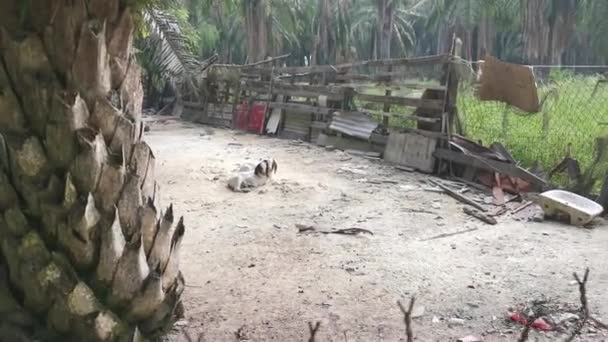亚洲农村动物养殖场的景象 — 图库视频影像