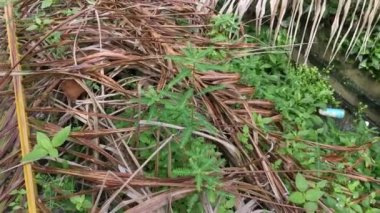 Phyllanthus idrar bitkisi vahşi doğada yetişiyor.
