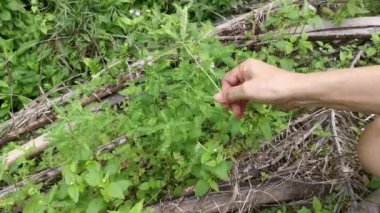 Phyllanthus idrar bitkisi vahşi doğada yetişiyor.