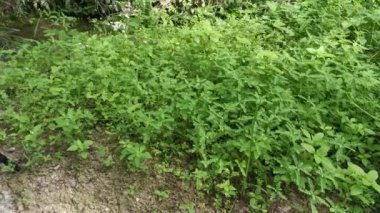 Phyllanthus idrar bitkisi vahşi doğada yetişiyor.