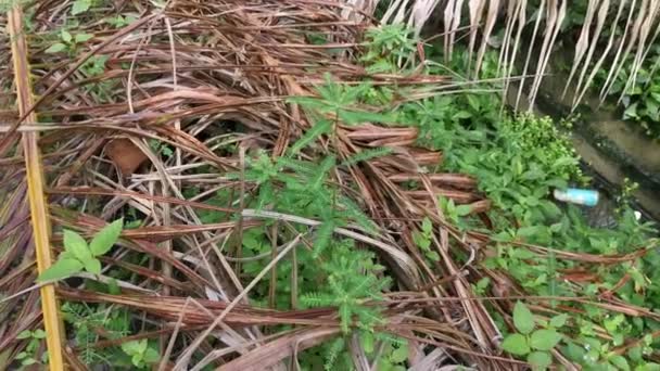 Phyllanthus Urinaria Pianta Che Cresce Natura — Video Stock