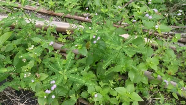 Phyllanthus Urinaria Plant Groeit Het Wild — Stockvideo