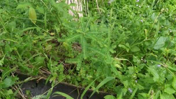 Phyllanthus Urinaria Planta Que Crece Naturaleza — Vídeos de Stock