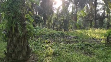 Sabah güneşi tarlayı aydınlatıyor.