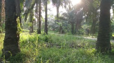 Sabah güneşi tarlayı aydınlatıyor.