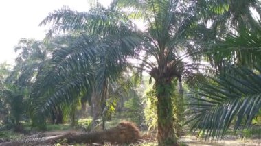 Sabah güneşi tarlayı aydınlatıyor.