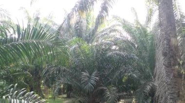 Sabah güneşi tarlayı aydınlatıyor.