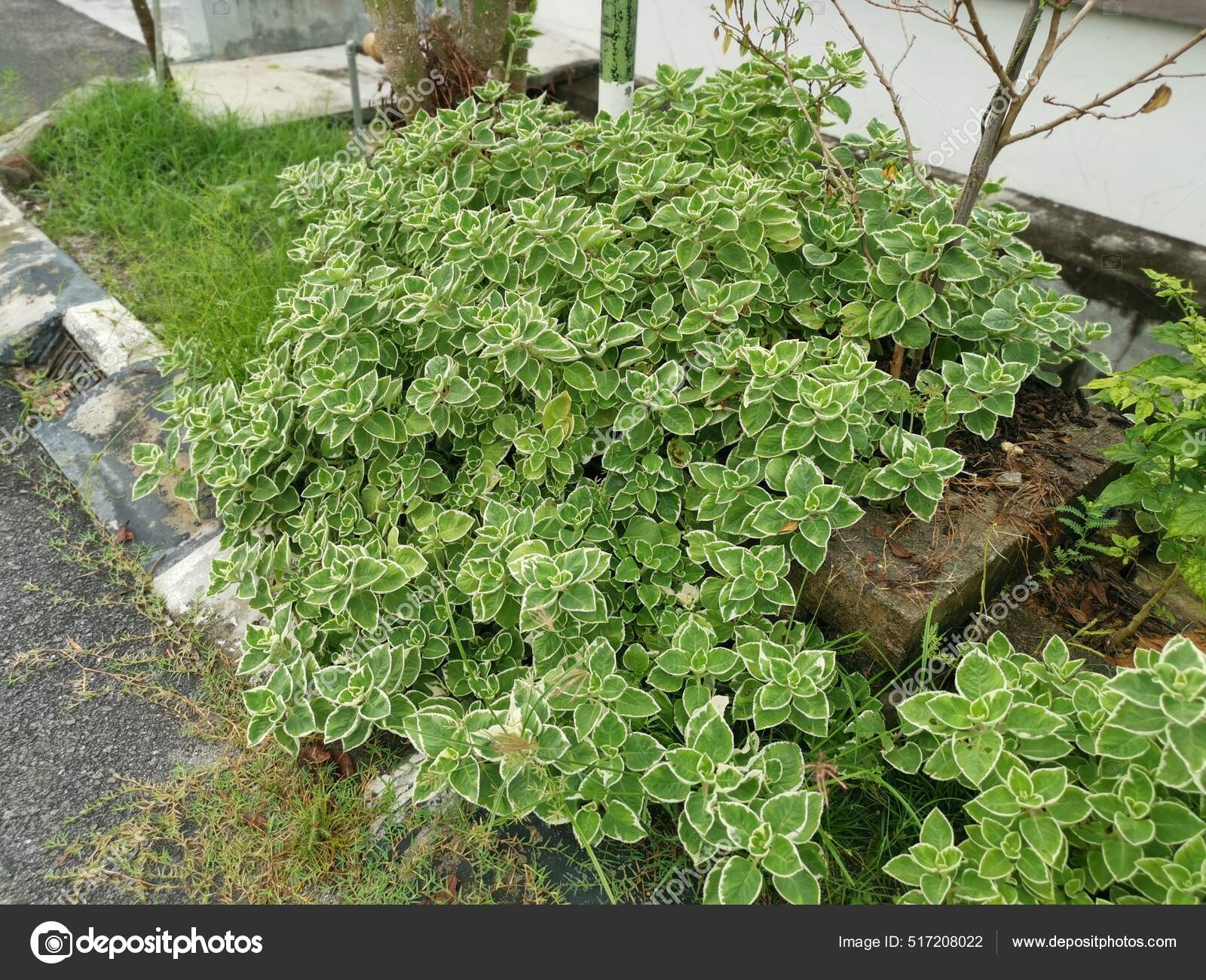 Cuban Oregano Variegated Plectranthus Amboinicus Plant Stock Photo by