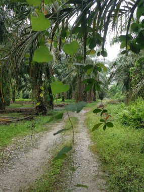 Palmiye dallarından sarkan bilinmeyen sarmaşık otları.