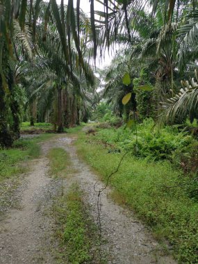 Palmiye dallarından sarkan bilinmeyen sarmaşık otları.