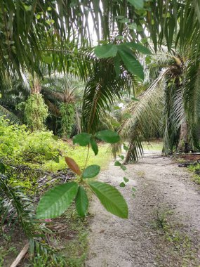 Palmiye dallarından sarkan bilinmeyen sarmaşık otları.