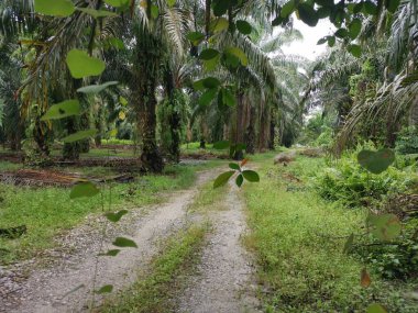 Palmiye dallarından sarkan bilinmeyen sarmaşık otları.