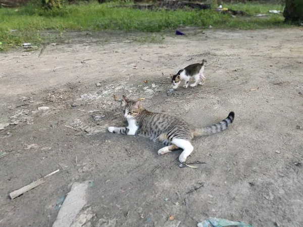 Domestic Outdoor Cats Resting Ground — Stock Photo, Image