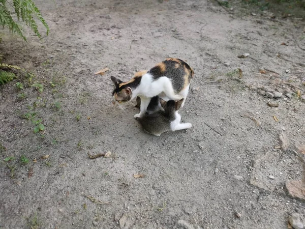 Gatti Domestici All Aperto Appoggiati Terra — Foto Stock